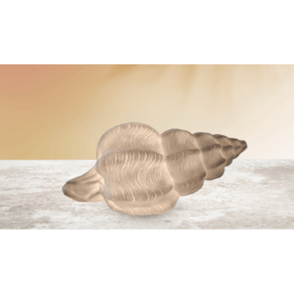 Conch shell Lamp