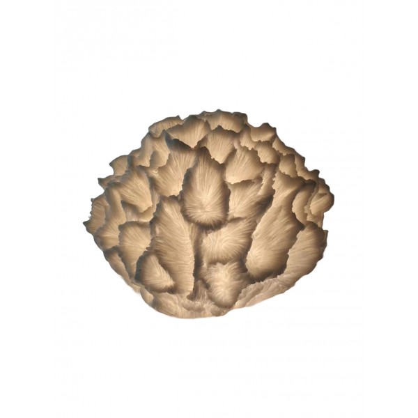 Fossil Coral Lamp