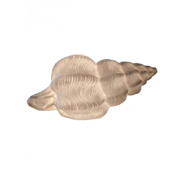 Conch shell Lamp